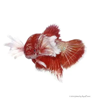 Betta splendens - Sziámi harcoshal Elephant ear