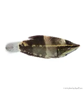 Sphaerichthys osphromenoides - Csoki gurámi