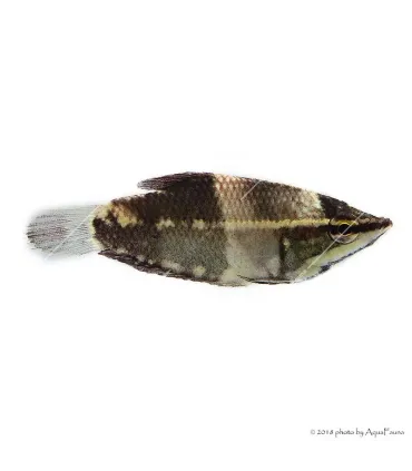 Sphaerichthys osphromenoides - Csoki gurámi