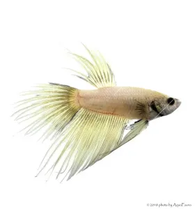 Betta splendens - Sziámi harcoshal Koronás (hím)