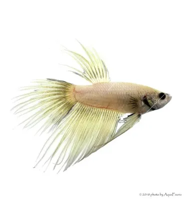 Betta splendens - Sziámi harcoshal Koronás (hím)