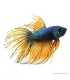 Betta splendens - Sziámi harcoshal Koronás (hím)