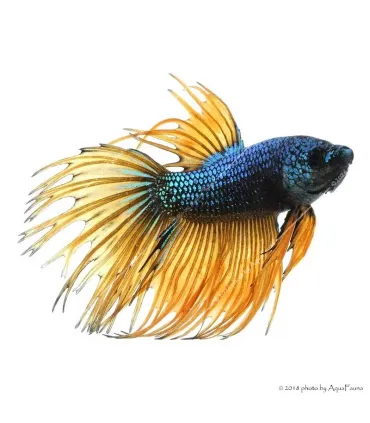 Betta splendens - Sziámi harcoshal Koronás (hím)