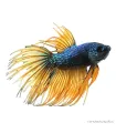 Betta splendens - Sziámi harcoshal Koronás (hím)
