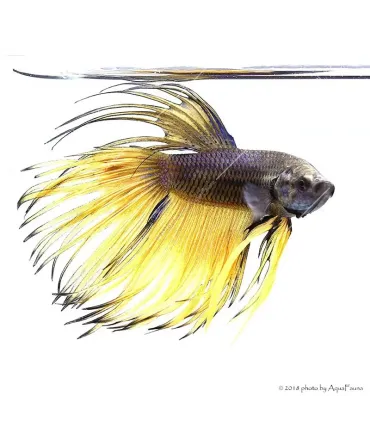 Betta splendens - Sziámi harcoshal Koronás (hím)