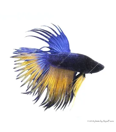 Betta splendens - Sziámi harcoshal Koronás (hím)