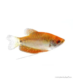 Trichogaster trichopterus sp. - Arany gurámi