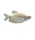 Trichogaster microlepis - Ezüst gurámi