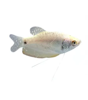 Trichogaster microlepis - Ezüst gurámi
