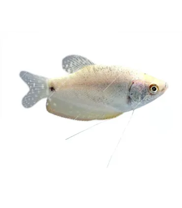 Trichogaster microlepis - Ezüst gurámi