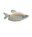 Trichogaster microlepis - Ezüst gurámi