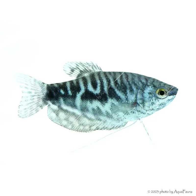 Trichogaster trichopterus sp. - Márvány gurámi