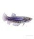 Betta splendens - Sziámi harcoshal (nőstény)