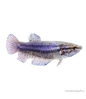 Betta splendens - Sziámi harcoshal (nőstény)