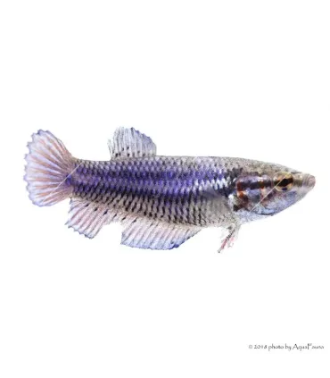 Betta splendens - Sziámi harcoshal (nőstény)