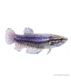 Betta splendens - Sziámi harcoshal (nőstény)