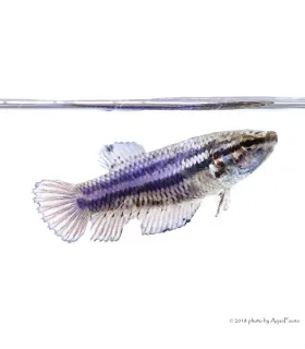 Betta splendens - Sziámi harcoshal (nőstény)