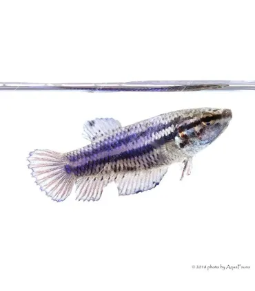 Betta splendens - Sziámi harcoshal (nőstény)