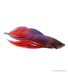 Betta splendens - Sziámi harcoshal (hím)