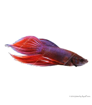 Betta splendens - Sziámi harcoshal (hím)