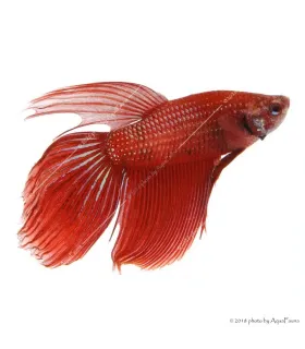 Betta splendens - Sziámi harcoshal (hím)