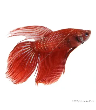 Betta splendens - Sziámi harcoshal (hím)