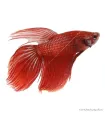 Betta splendens - Sziámi harcoshal (hím)