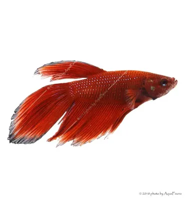 Betta splendens - Sziámi harcoshal (hím)