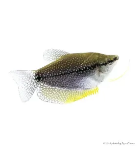 Trichogaster leerii - Gyöngygurámi
