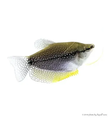 Trichogaster leerii - Gyöngygurámi