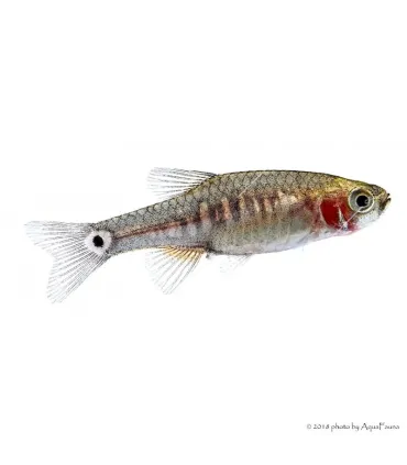 Danio erythromicron - Kéksávos törperazbóra