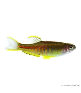 Danio choprae - Színpompás dánió