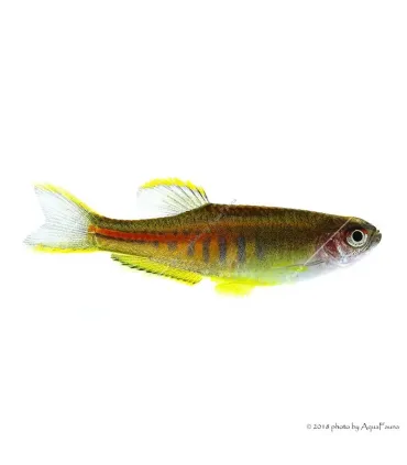 Danio choprae - Színpompás dánió