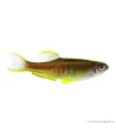 Danio choprae - Színpompás dánió