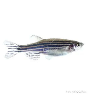 Danio rerio - Zebradánió