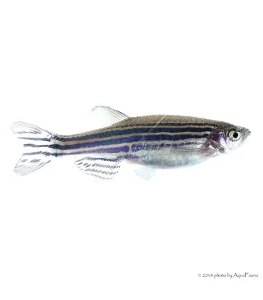 Danio rerio - Zebradánió