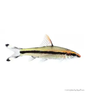 Dawkinsia denisonii - Vörösorrú torpedómárna