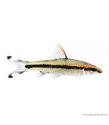 Dawkinsia denisonii - Vörösorrú torpedómárna