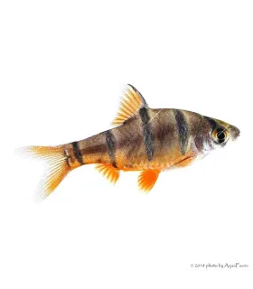 Desmopuntius pentazona - Ötcsíkos márna