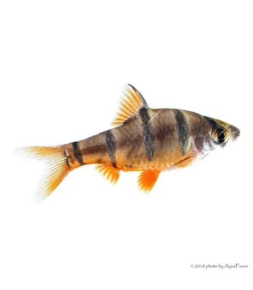 Desmopuntius pentazona - Ötcsíkos márna