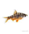 Desmopuntius pentazona - Ötcsíkos márna