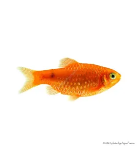 Puntius conchonius - Rózsás díszmárna