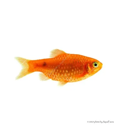 Puntius conchonius - Rózsás díszmárna