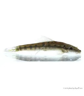 Gyrinocheilus aymonieri - Arany aymonieri - Moszatevő márna