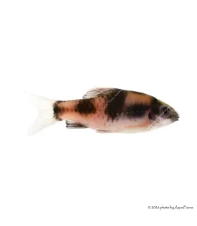 Haludaria fasciata - Panda márna