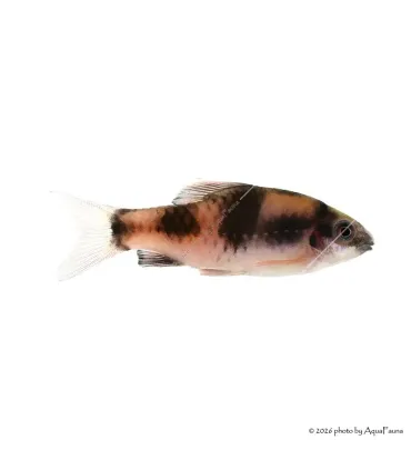 Haludaria fasciata - Panda márna