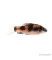 Haludaria fasciata - Panda márna