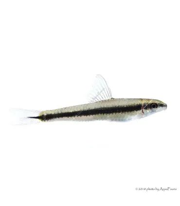 Crossocheilus siamensis (oblongus) - Sziámi algaevő (az igazi)