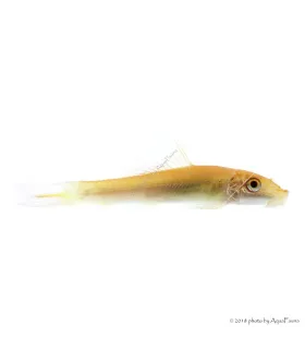 Gyrinocheilus aymonieri - Aymonieri - Moszatevő márna