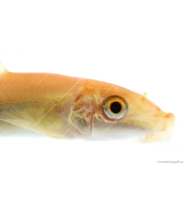 Gyrinocheilus aymonieri - Aymonieri - Moszatevő márna